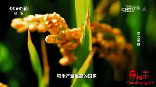 CCTV¼Ƭ̽-֮Ե 2017 720P/MP4/528M ˮ¼Ƭ 