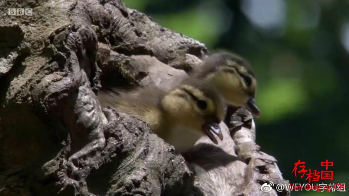Ұ Animal Babies 2016-ȫ-ٶ