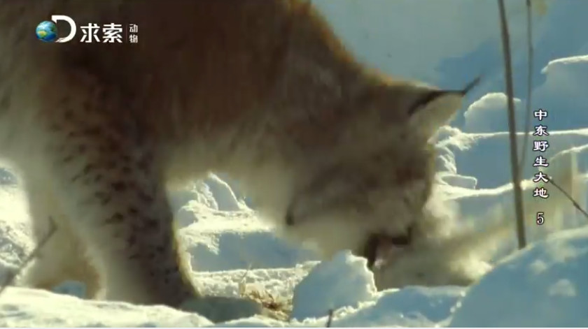 ̽ƵжҰ Wildest Middle East 2012ȫ5  1080P