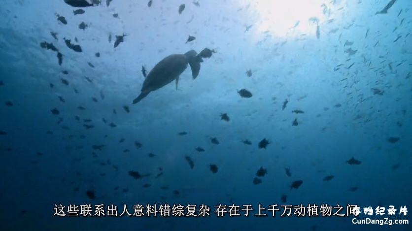 BBC¼ƬȻȫ4 Ӣ 720P/1080P¼Ƭ
