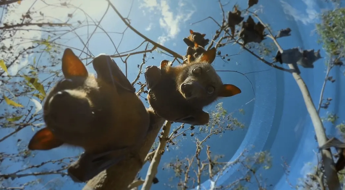 BBC¼ƬҰ ڶ Spy in the Wild1080P Ļ ȫ4 1080P 