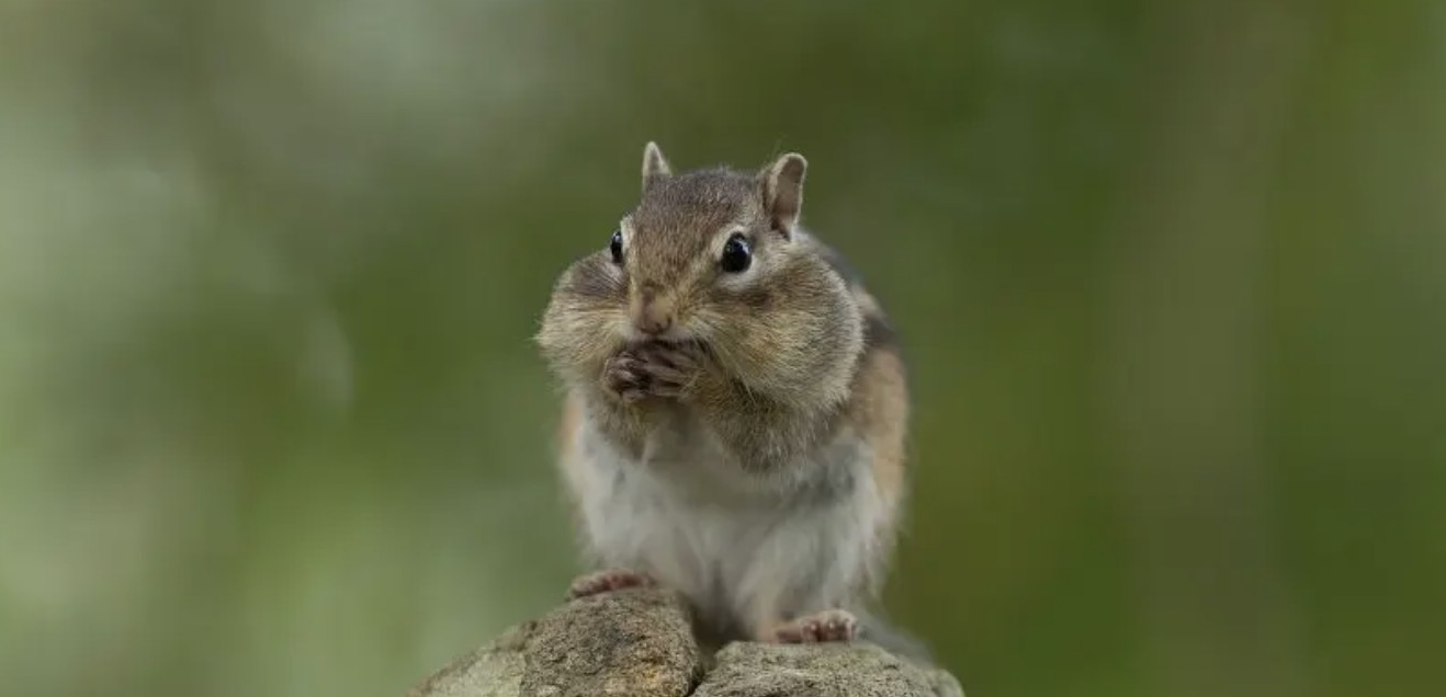 BBC¼ƬҰձӰ֮ Wild Japan 2015ȫ3 Ƕ 720P Ȼ