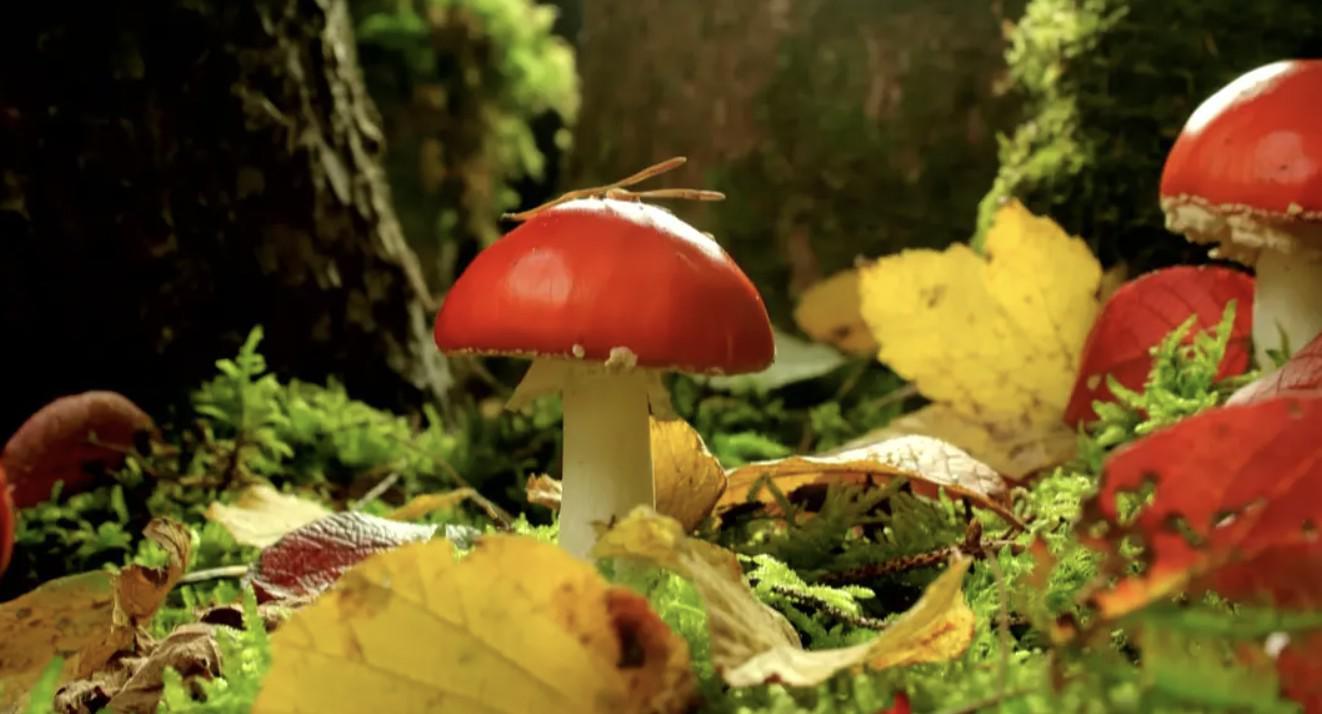 ¹Ψ¼Ƭ񻰵ɭ Mythos Wald 2009ȫ2 Ƕ 720P/1080P