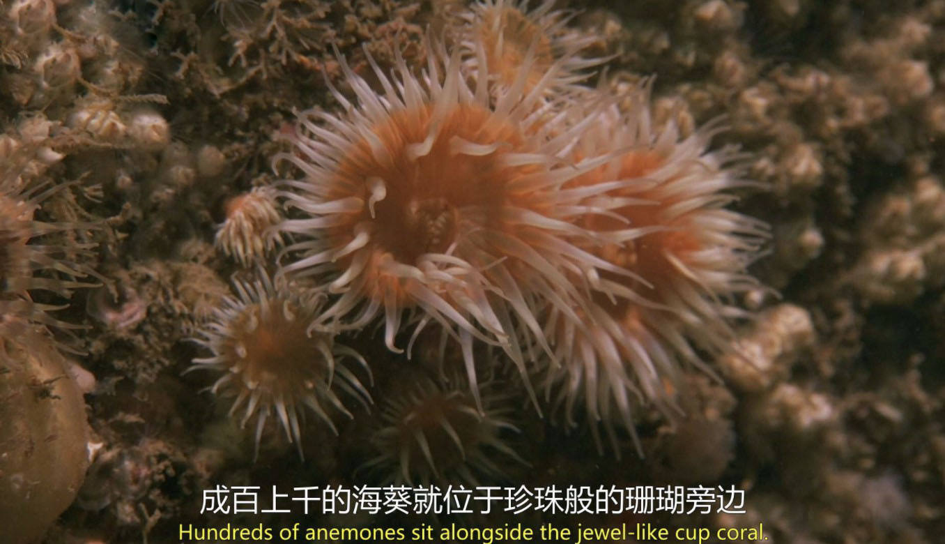 BBC¼ƬղȺ Hebrides - Islands on the Edg2013ȫ4  1080P 