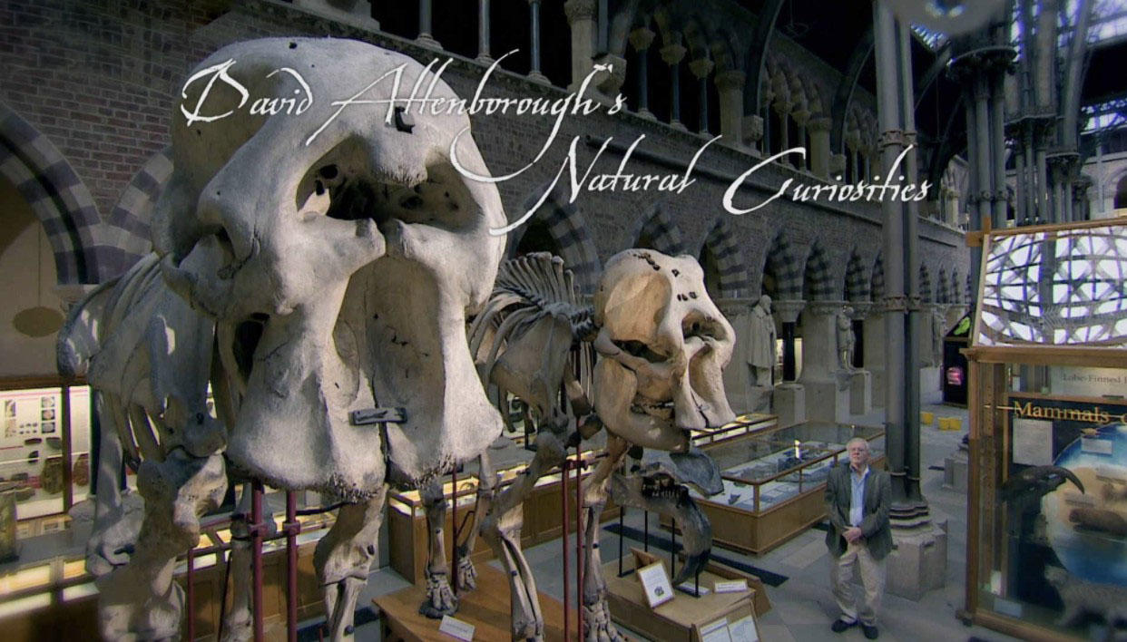 BBC¼ƬȻȤ David Attenborough's Natural Curiosities2013Ƕ 1080P