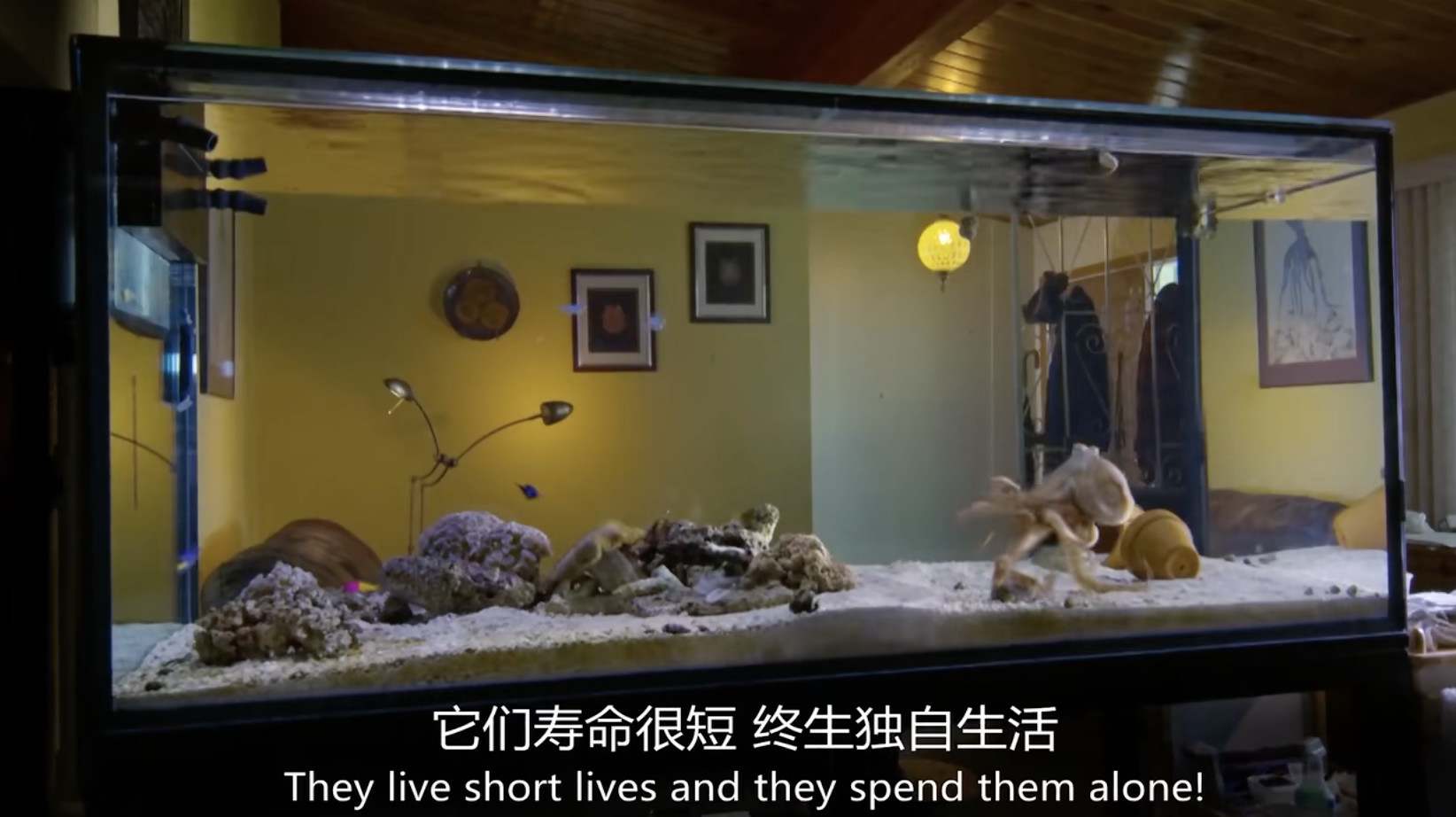 BBC¼ƬȻ Natural World 2020ȫ5 ӢӢ˫ 1080P 