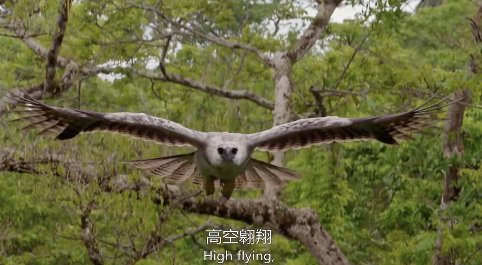 BBC¼ƬȻ Natural World 2020ȫ5 ӢӢ˫ 1080P 