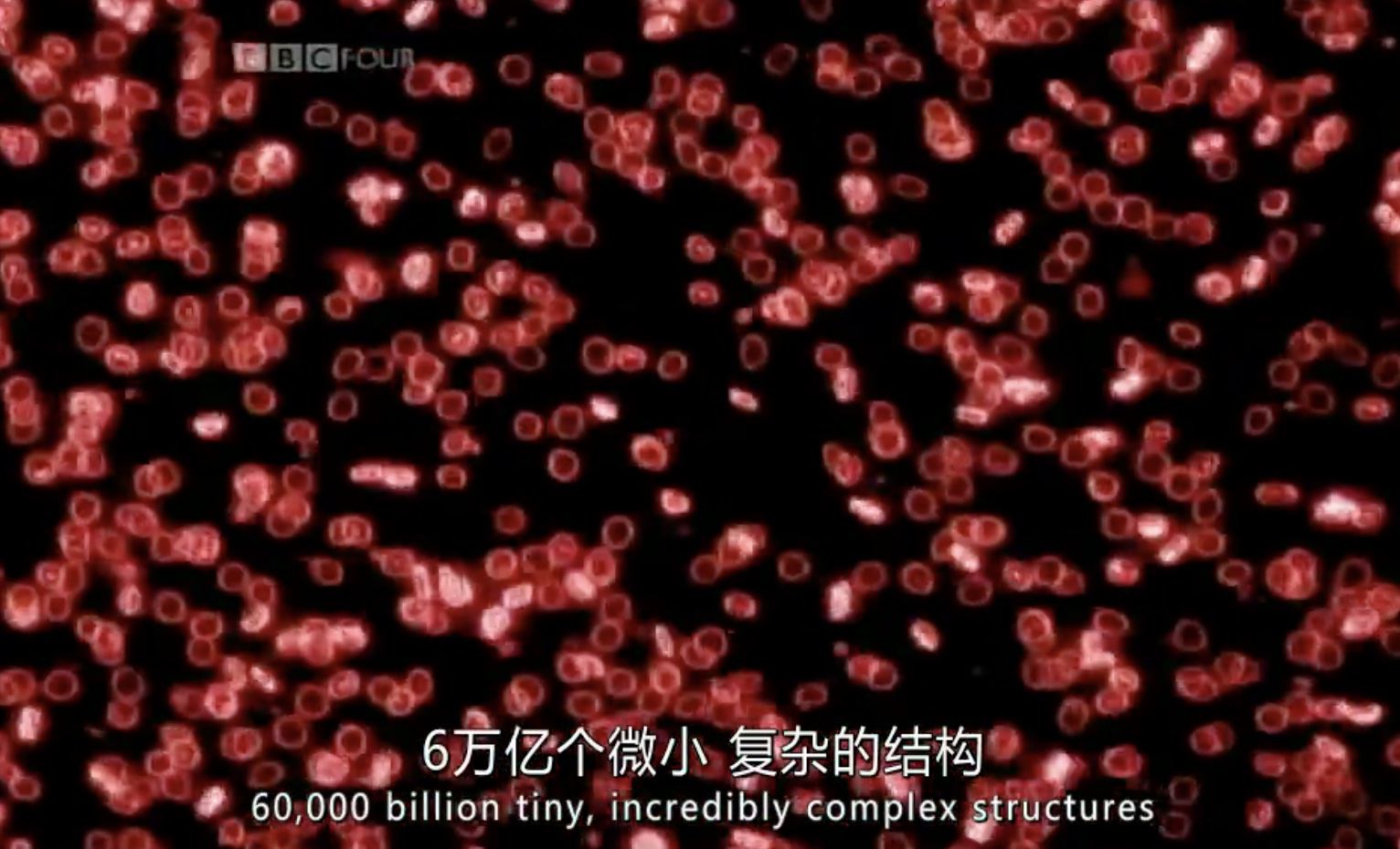 BBC¼Ƭϸ The Cell 2009ȫ3 Ӣ˫ 720P ѧ̽