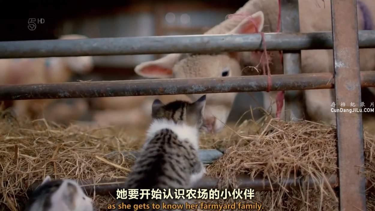 èū¼ƬС The Secret Life of Kittens 2016ȫ2 Ļ 720P 