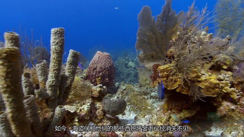 BBC¼ƬҰԼձ Wild Caribbean 2007ȫ4 Ļ 720P 