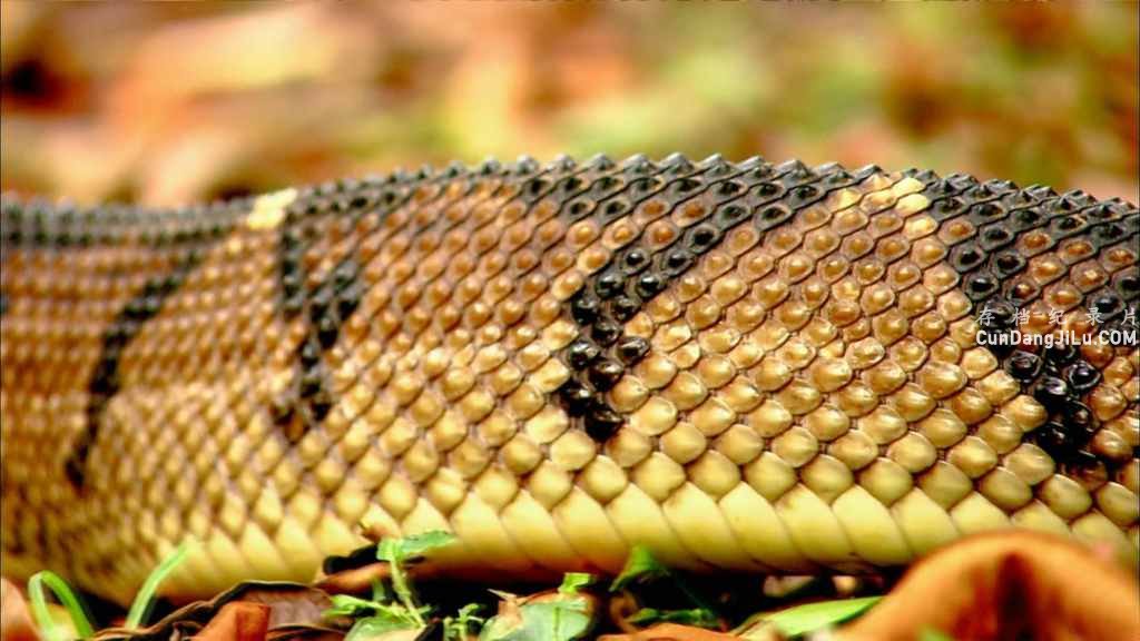 Discovery¼Ƭ֮ The Beauty of SnakesĻ 