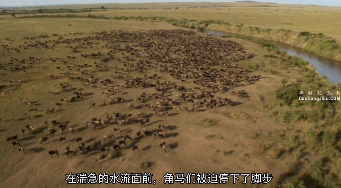 BBC¼ƬǨ Ⱥļ Trek: Spy on the Wildebeest 2007ȫ2 Ӣ 1080P 