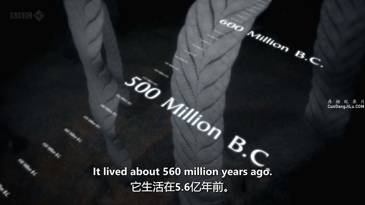 BBC¼ƬԴ First Life 2010ȫ2 ӢӢ˫ 1080P/720Pԭ 
