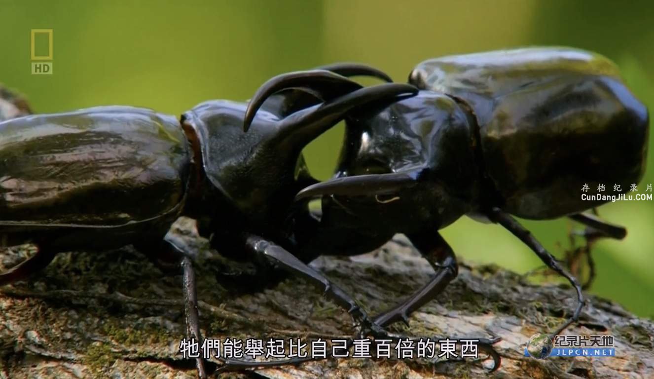 ҵ¼ƬӡҰ Wild Indonesiaȫ3 Ƕ 1080P 