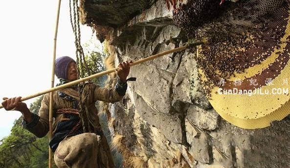 BBCȻ硶Ჴ Honey Hunting In Nepal 1080i¼Ƭ  BTV