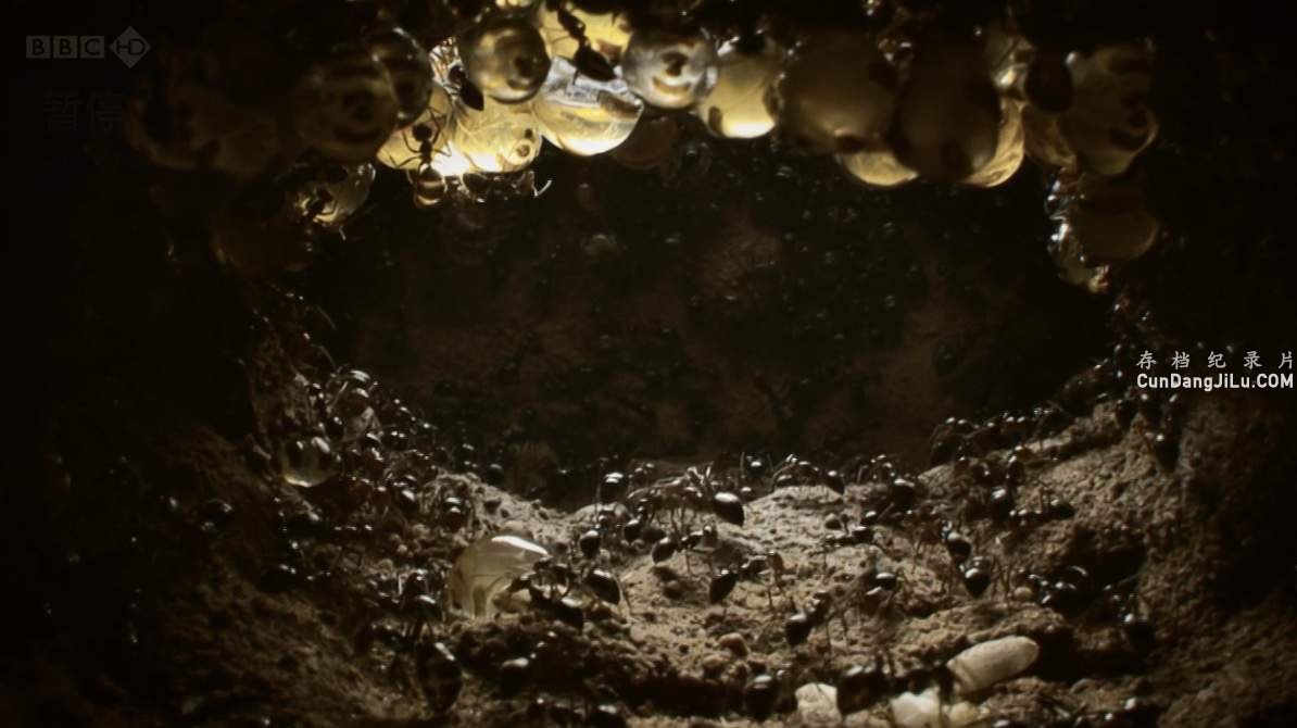BBCȻ¼Ƭϵ۹Natural World:Empire of the Desert Antsȫ1  1080P/720P 