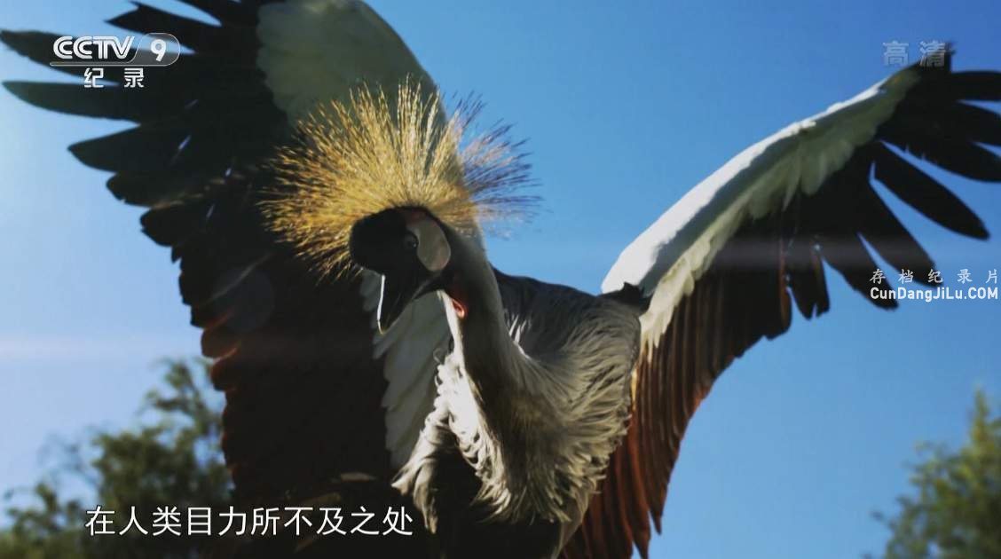 DiscoveryӰ桶ٶ Speed Of Lifeȫ3 Ӣ 1080I¼Ƭ