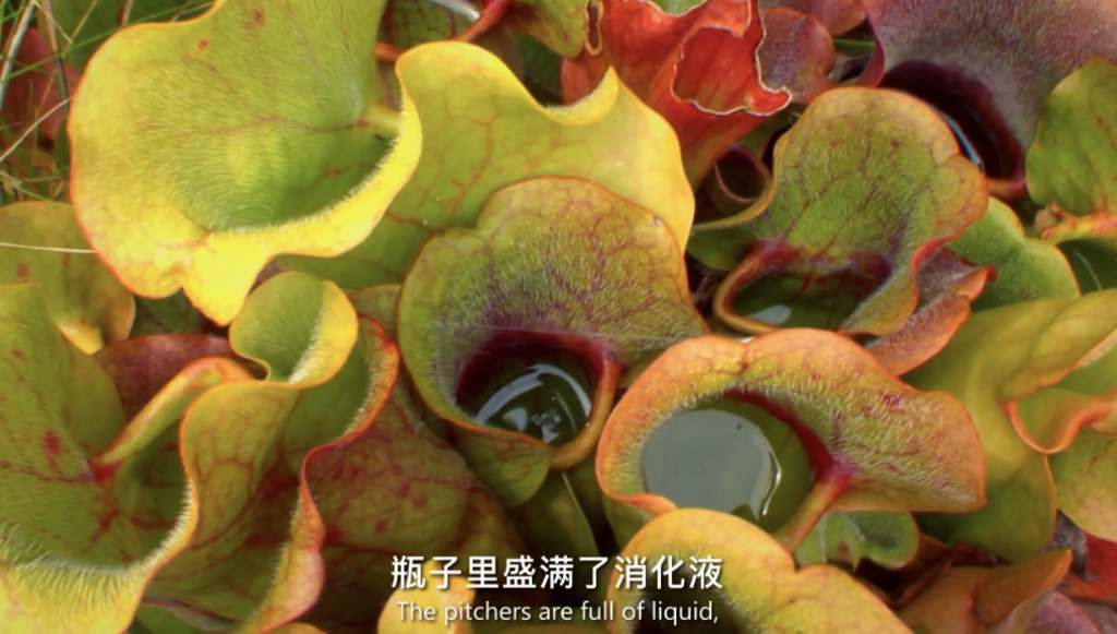 ռ¼Ƭֲ Plants Behaving Badlyȫ2 Ļ 720P