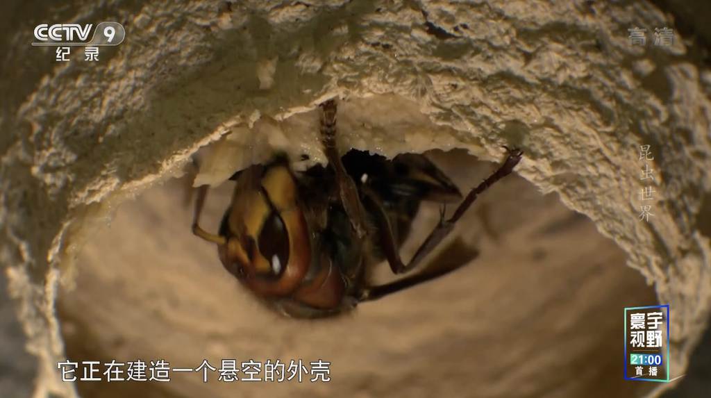 Ƽ¼Ƭ Insect Worldȫ1  1080P 