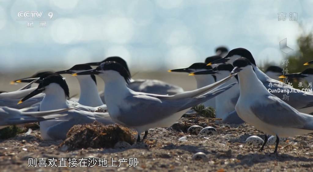 Ƽ¼ƬҰ˹ Wild Venice 2014ȫ1  4K/1080P