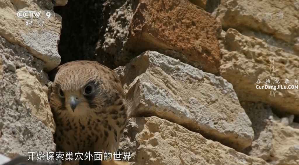 Ƽ¼ƬҰ˹ Wild Venice 2014ȫ1  4K/1080P 