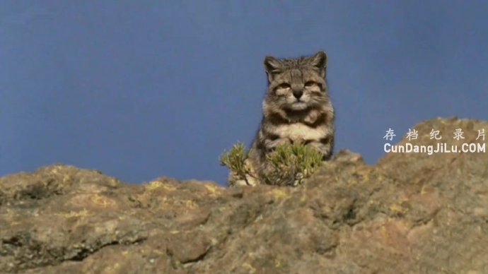 Ƽ¼ƬҰ԰˹ The Wild Andesȫ3  1080P 