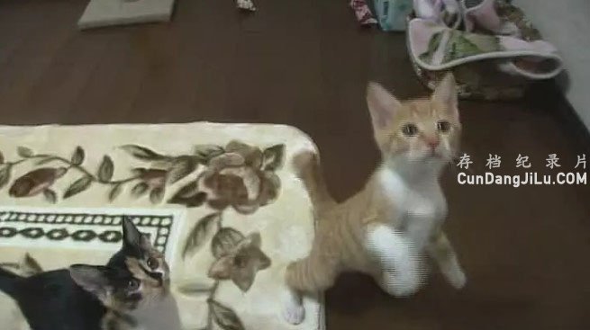 NHK¼Ƭèȫ1-5ϼ  ¼Ƭ 
