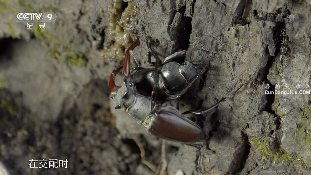 Ƽ¼Ƭ Macro Worldsȫ3  1080P 