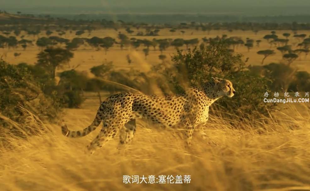 BBC¼Ƭ׸ǵ Serengeti 2019ȫ6 Ӣ˫ 1080P/720P 