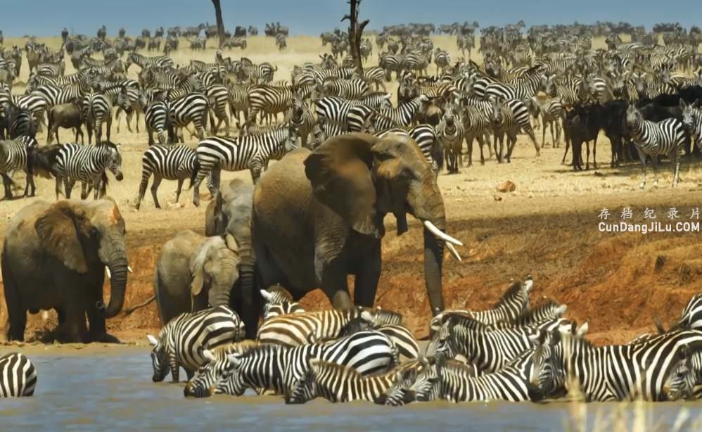 BBC¼Ƭ׸ǵ Serengeti 2019ȫ6 Ӣ˫ 1080P/720P 