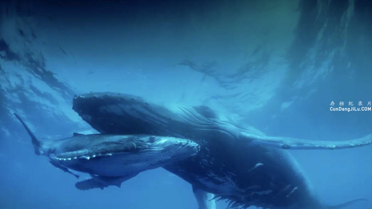 ¼Ƭͷ Humpback WhaleĻ 1080P/4k¼Ƭ