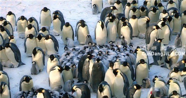BBC¼Ƭ챦ֻ֮Snow Chick C A Penguins Taleȫ1 1080P¼Ƭ