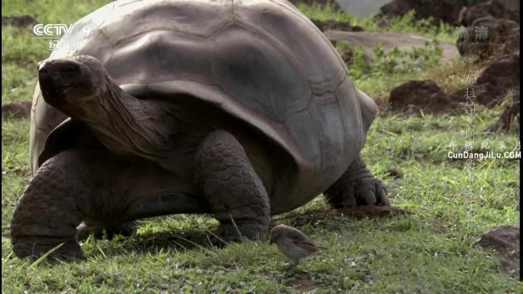 Ƽ¼Ƭ˹Ⱥ Galapagosȫ3  1080P 
