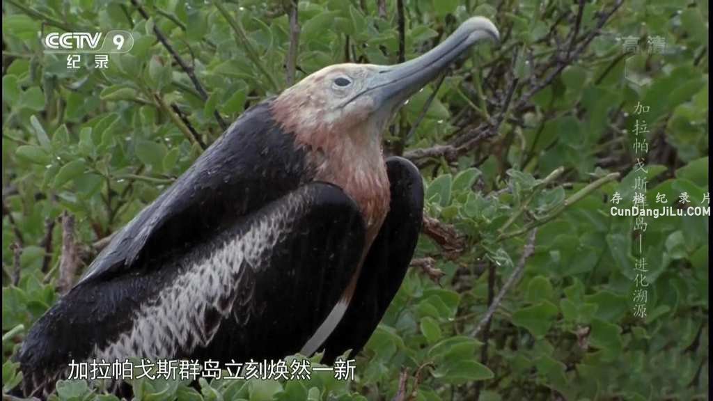 Ƽ¼Ƭ˹Ⱥ Galapagosȫ3  1080P 