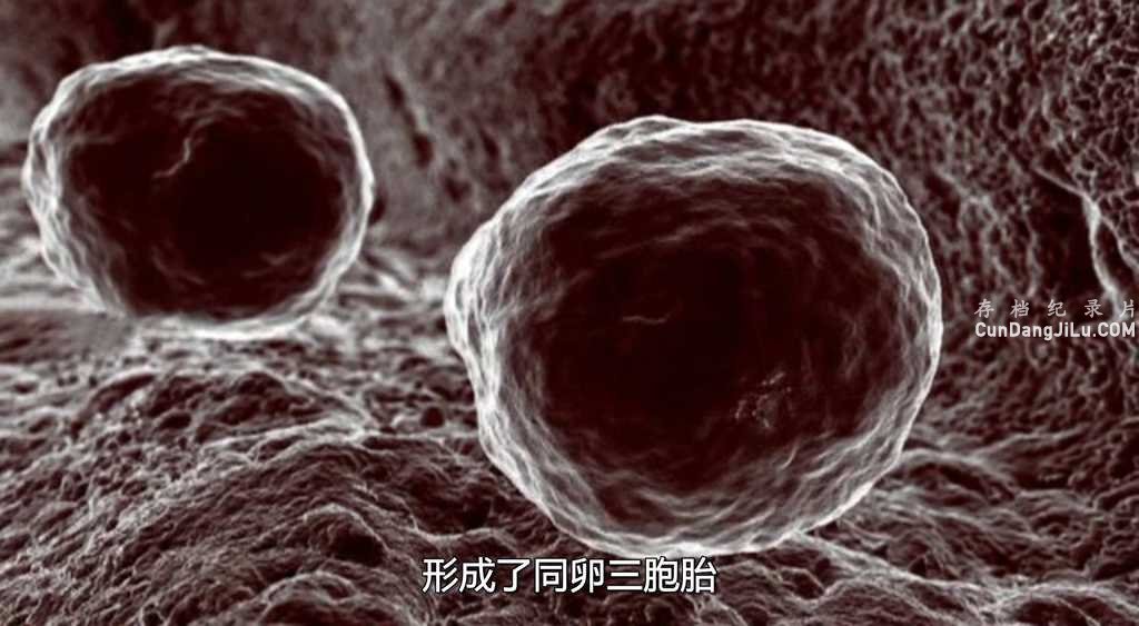 BBC¼Ƭ How to Build A Human 2002ȫ4 Ӣ˫ڷ  ѧ̽