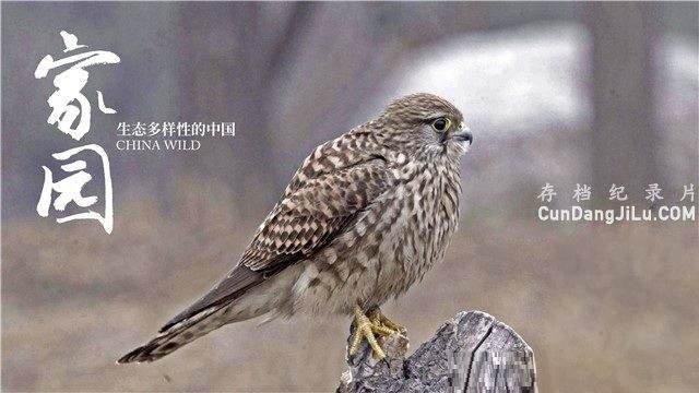 Ӽ¼Ƭ԰̬ԵйChina Wild 2018ȫ5  1080P 