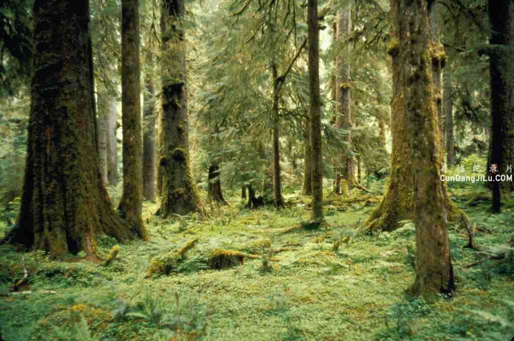 ַ¼Ƭĵط Living Landscapesȫ4 ޶԰ 1080P Ȼ