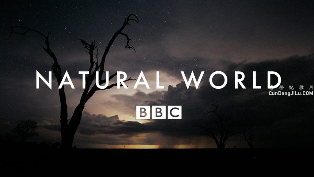 BBCȻ¼ƬȻ Natural Worldϼԭ 720P/1080i¼Ƭ 