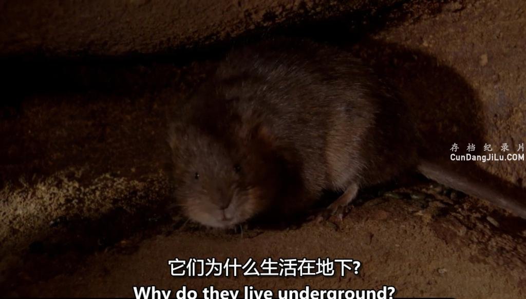 BBC¼Ƭصĵض/Ѩ:¶ȫ3 Ļ 720P ص 