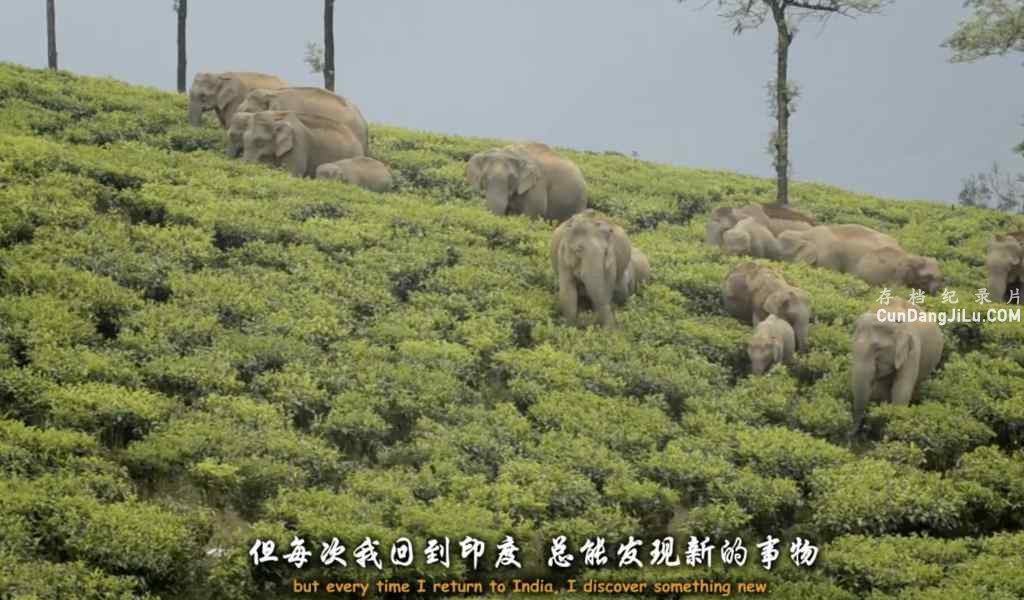 BBCȻ̬¼Ƭӡ:Ȼɾ India:Natures Wonderland 2015ȫ2 Ƕ 720P 