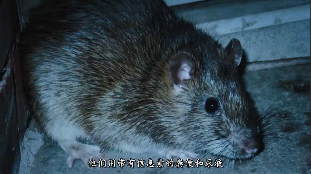 ̽ƵŦԼ Rats 2016ȫ Ӣ 1080P¼Ƭ